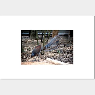 Lyrebird Display Posters and Art